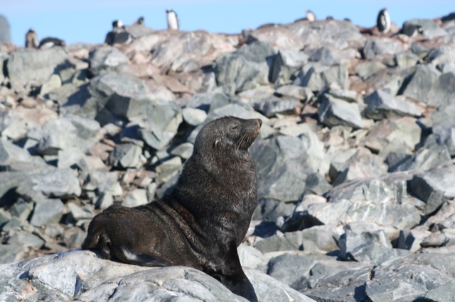 Suspicious Fur Seal