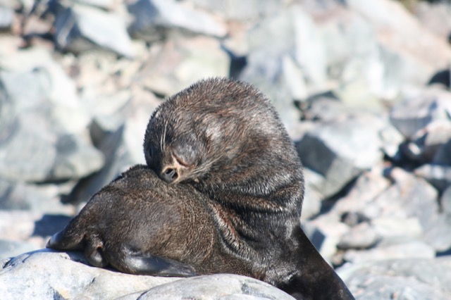 Yoga Fur Seal