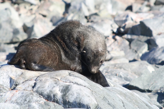 Cute Fur Seal