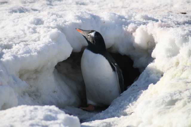 This Gentoo Penguin dug a little tunnel under the snow