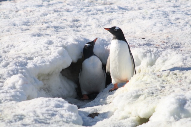 Penguin hideaway