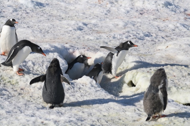 Gentoo Penguins coming out of the snow cave