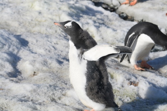 Molting Gentoo Penguin youngster