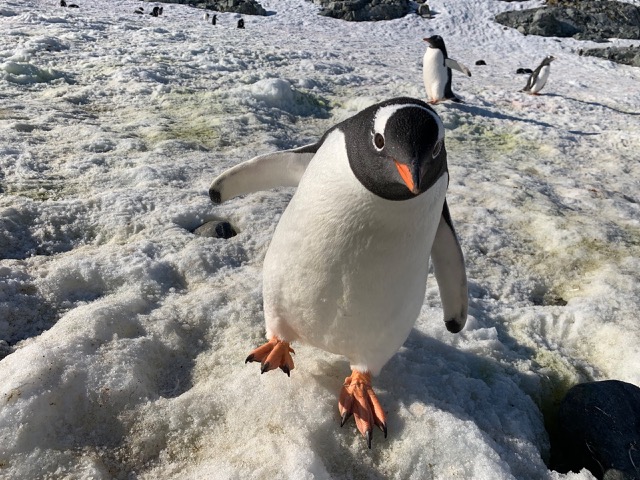Gentoo Penguin coming to say hello