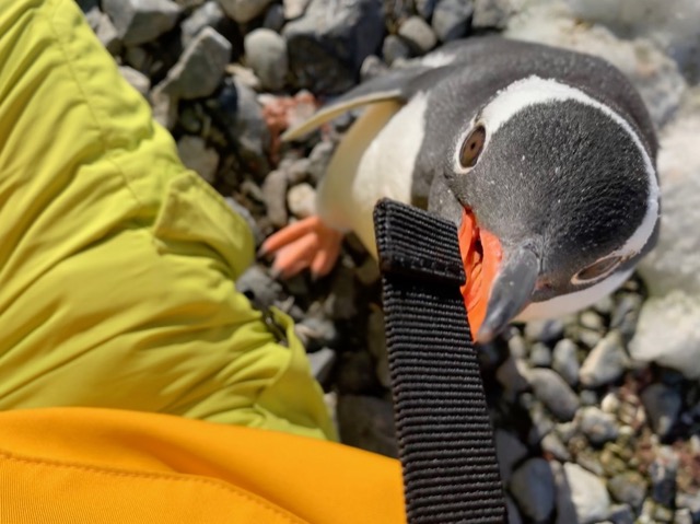 Gentoo Penguin checking out my bag strap