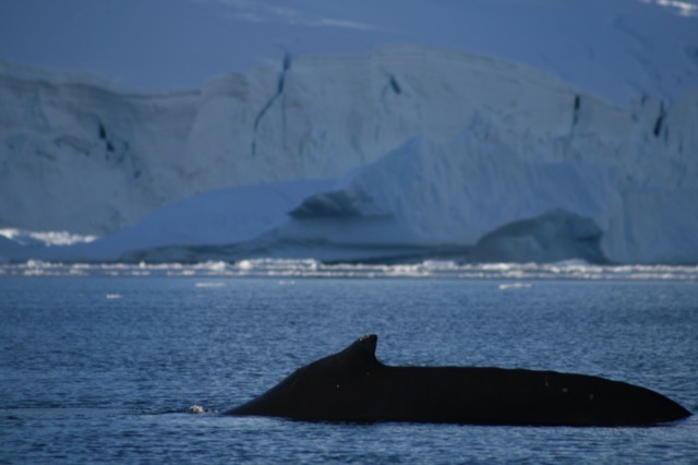 Humpback Whale floating on the surface