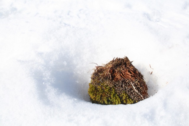 Random tuft of dirt and moss in the snow