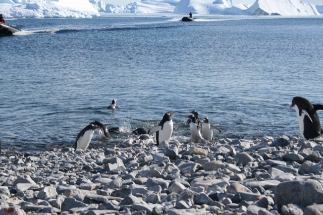 Gentoo Penguins splashing in the water