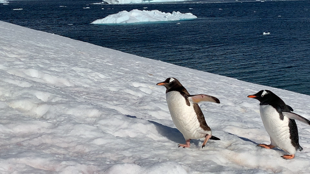 Gentoo Penguin crossing