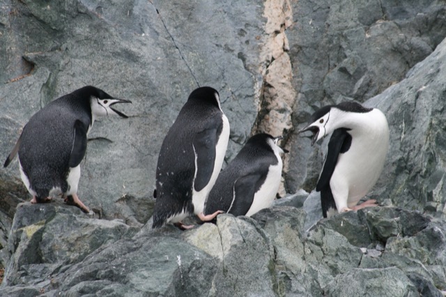 First sighting of Chinstrap Penguins!