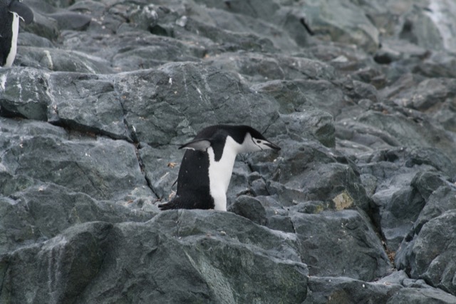 Chinstrap Penguin grooving as he waddles