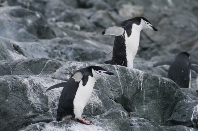 Chinstrap Penguin Duo