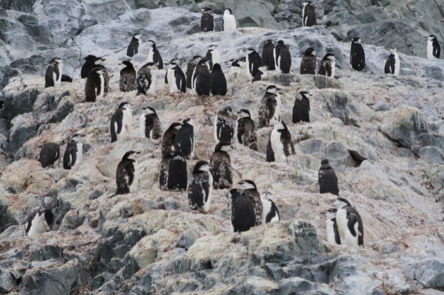 Chinstrap Penguin colony covered in poop and molting feathers