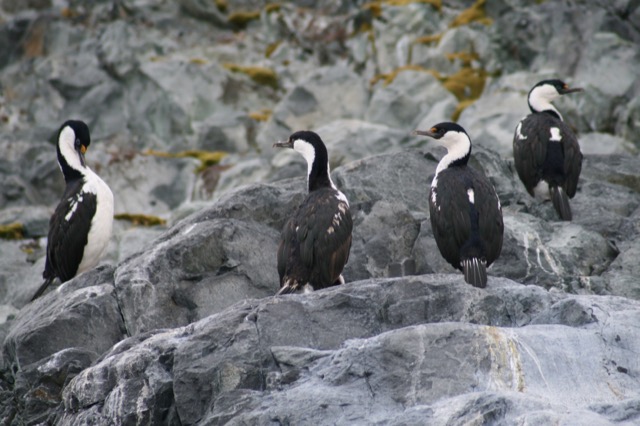 Antarctic Coromorants