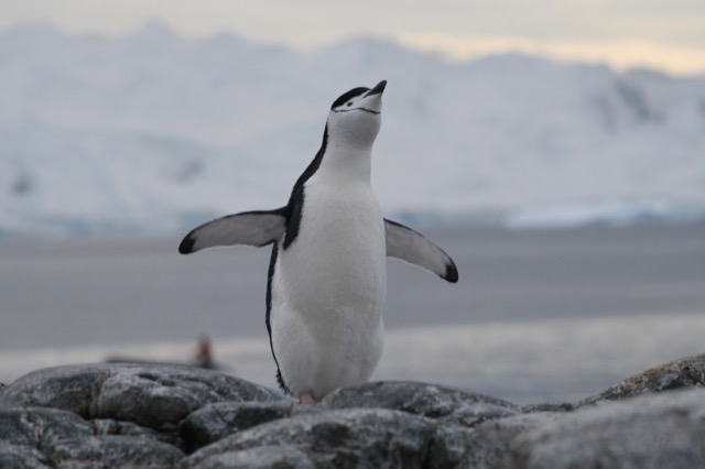Chinstrap Penguin stretching