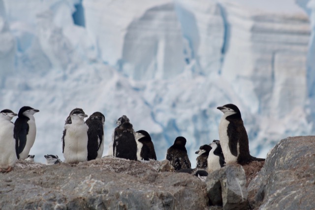 Chinstrap Penguins molting