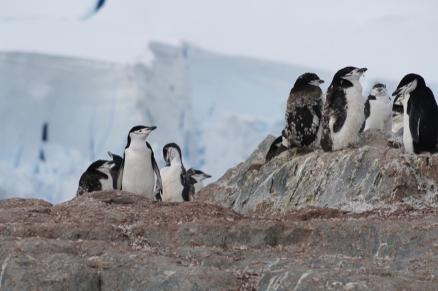 Chinstrap Penguins molting