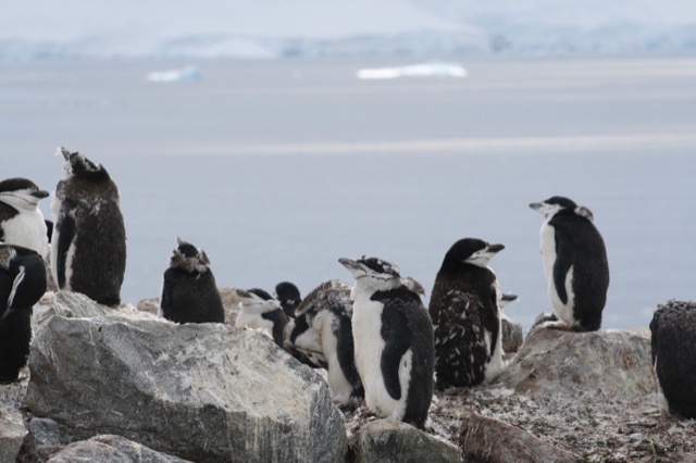 Super fuzzy Chinstrap Penguins