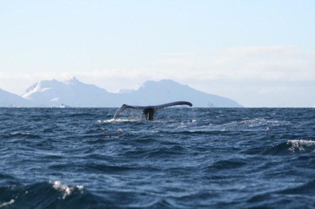 Humpback fluke with a special curve