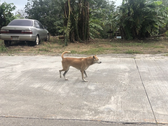 A dog that followed me for a bit