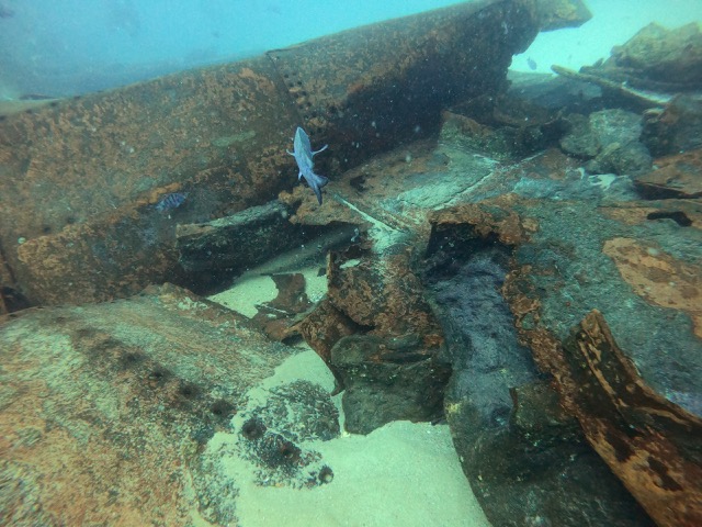 Shipwreck with fish