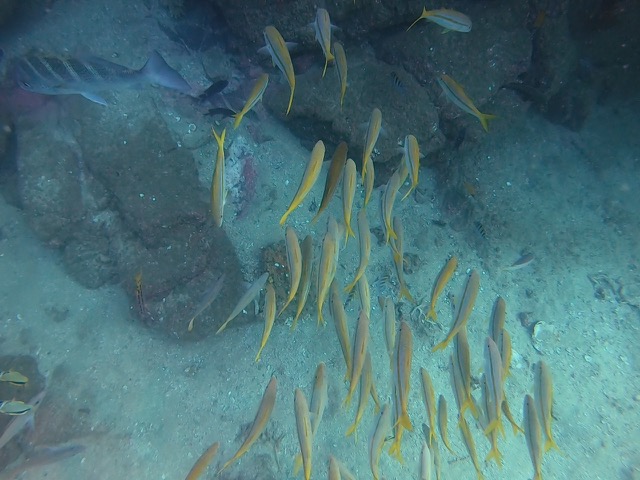 School of yellow fish
