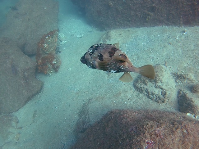 Black-blotched porcupinefish (Diodon liturosus)