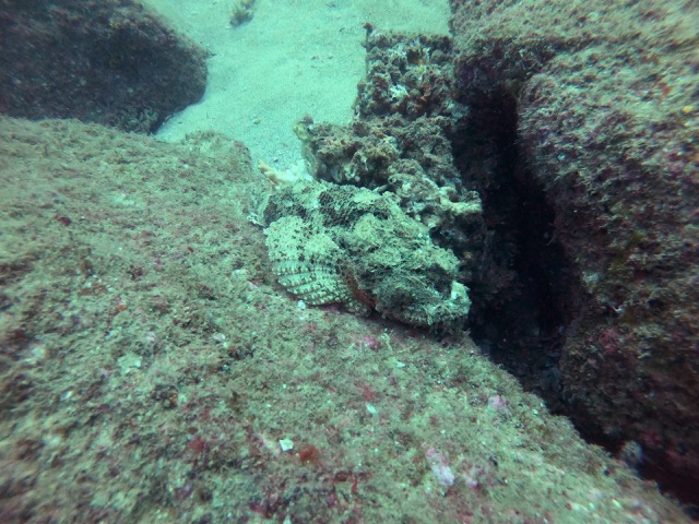 Stone scorpionfish hiding in the rocks
