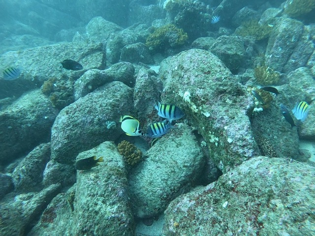 Fish swimming around on the rocks