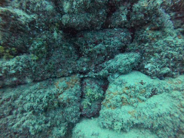Stone scorpionfish