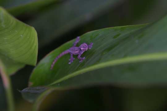 IMG_3590 Little Lizard with ringlight