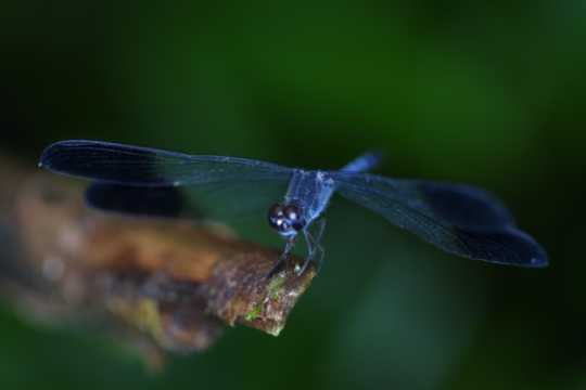 IMG_3607 Dragonfly