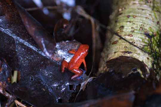 IMG_3610 Strawberry tree frog