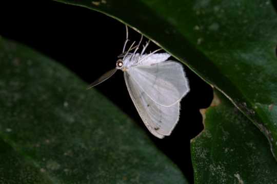 IMG_4251 White Butterfly