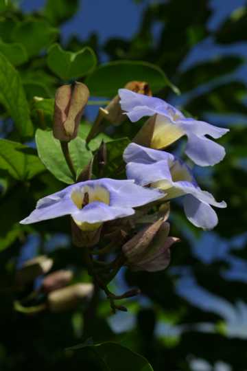 IMG_4448 Purple Flowers