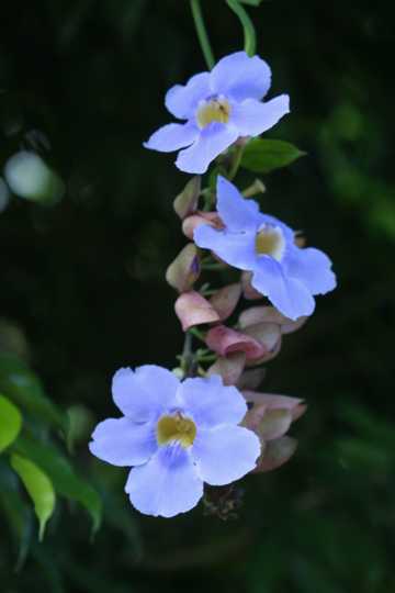 IMG_4451 Purple Flowers