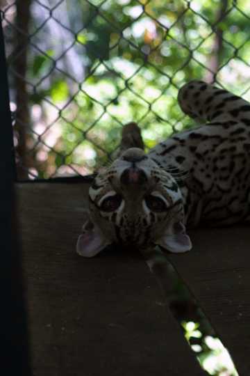 IMG_4523 Ocelot