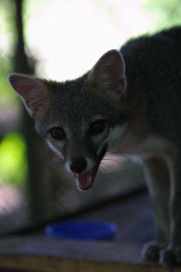 IMG_4534 Gray Fox