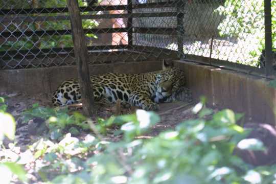 IMG_4550 Jaguar