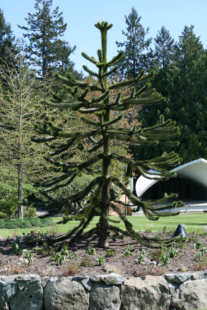 Monkey Puzzle Tree (Araucaria Araucana)