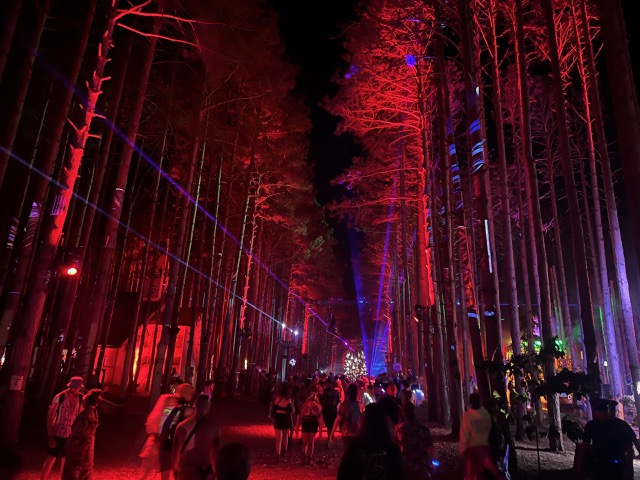 The forest comes alive at night