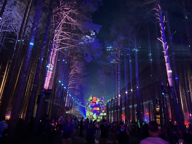 Lights in the forest