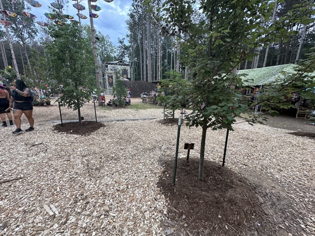 Newly planted trees in the forest