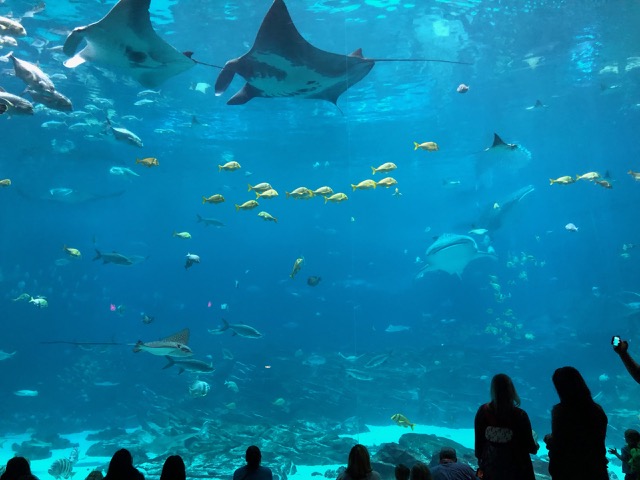 The Big Tank with Manta Rays