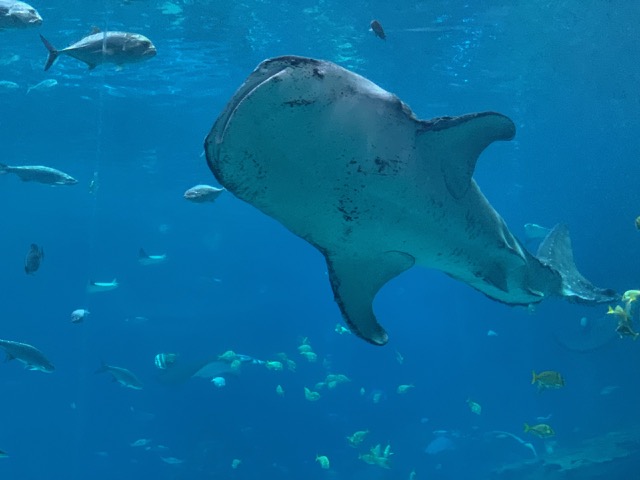Whale Shark belly