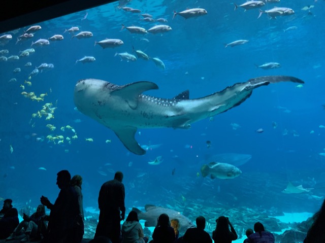 Whale Shark with onlookers