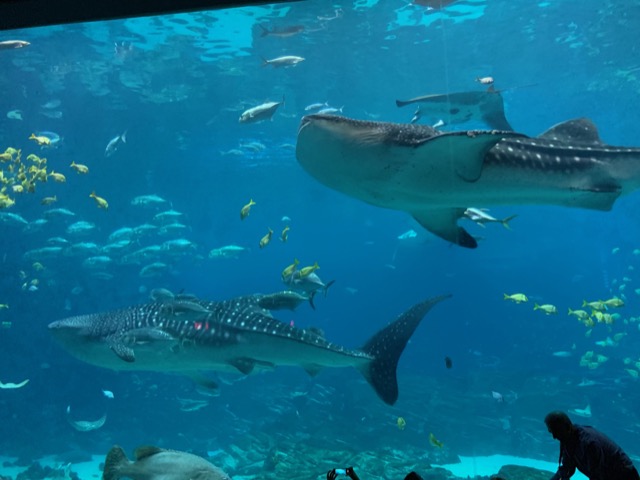 Two Whale Sharks