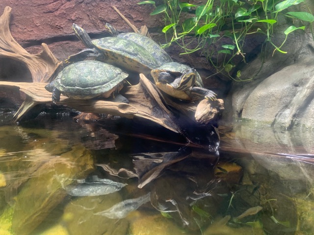 River Turtles