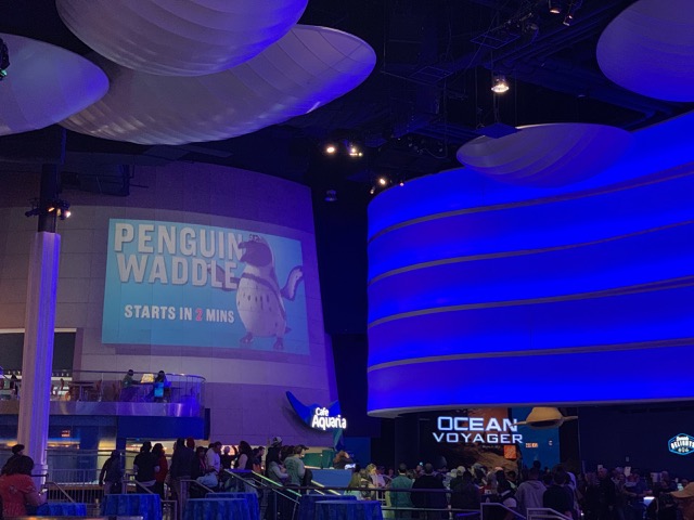 The Penguin Waddle starts in 2 mins!
