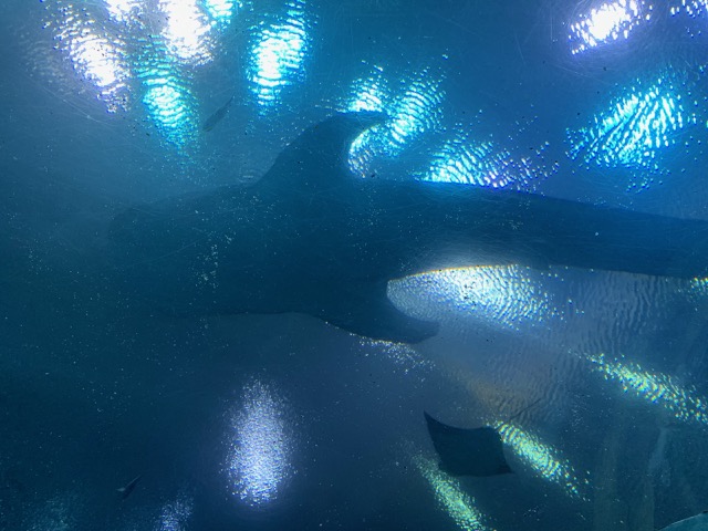 Whale Shark above